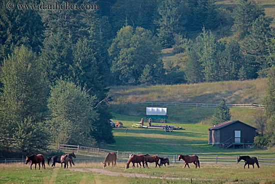 horses-in-field-3.jpg