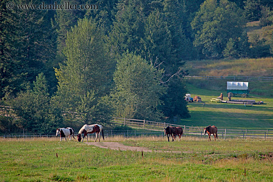 horses-in-field-4.jpg