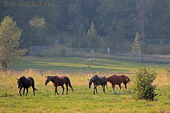 horses-in-field-5.jpg