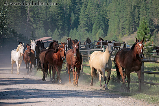 horses-running-1.jpg