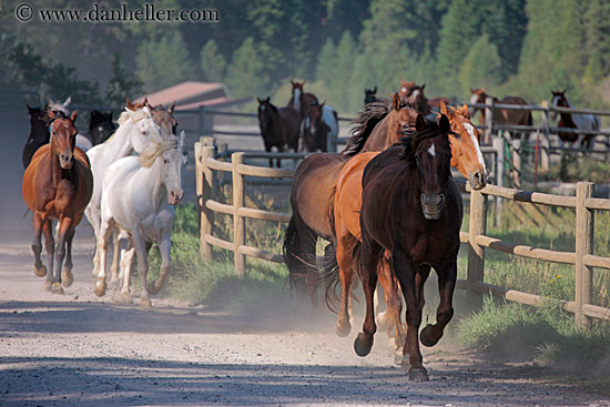 horses-running-2.jpg