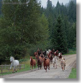 images/UnitedStates/Idaho/RedHorseMountainRanch/Animals/Horses/horses-running-3.jpg