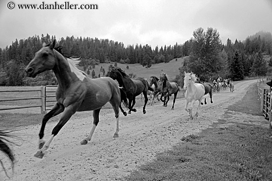 horses-running-4.jpg