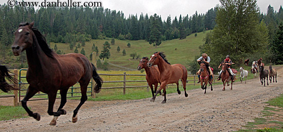 horses-running-5.jpg