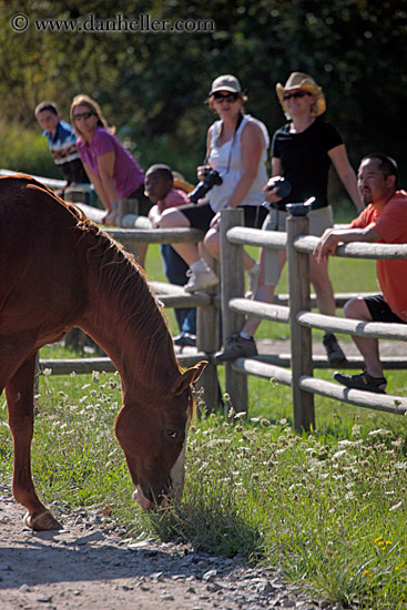 people-watching-horses-2.jpg