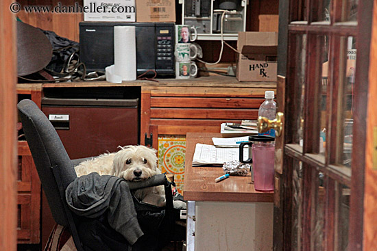 dog-in-office.jpg