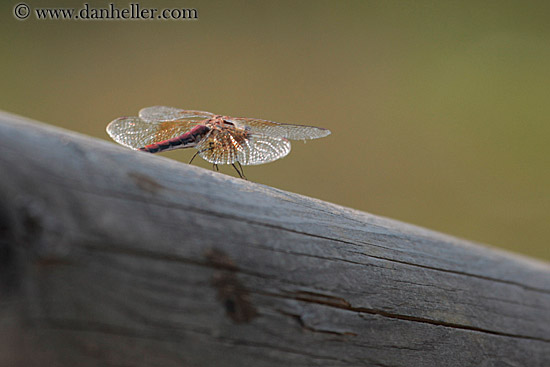 glass-winged-moth.jpg