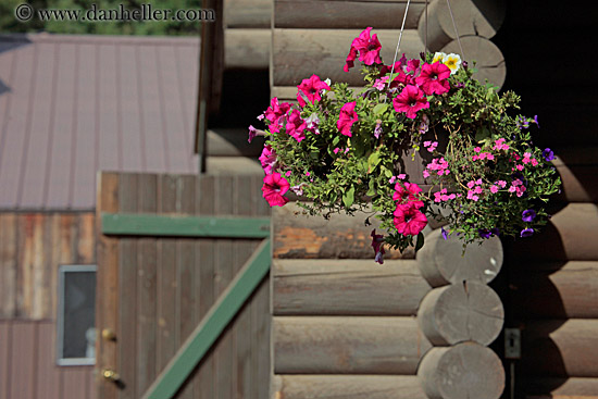 pink-flowers.jpg