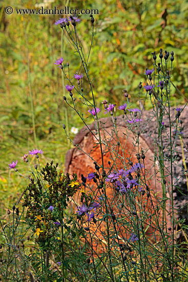 wildflowers-n-log.jpg