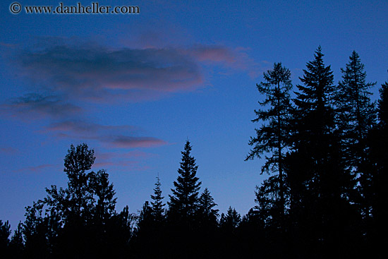 trees-n-dusk-sky-1.jpg