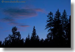 images/UnitedStates/Idaho/RedHorseMountainRanch/Scenics/trees-n-dusk-sky-1.jpg