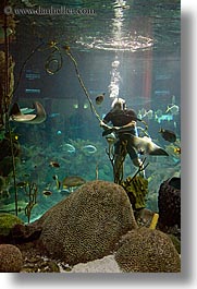 images/UnitedStates/Illinois/Chicago/Aquarium/aquarium-diver.jpg