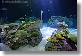 images/UnitedStates/Illinois/Chicago/Aquarium/aquarium-shark.jpg