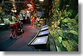 images/UnitedStates/Illinois/Chicago/Aquarium/aquarium-strolling.jpg