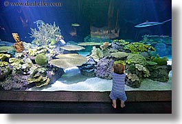 images/UnitedStates/Illinois/Chicago/Aquarium/baby-viewing-sharks-1.jpg