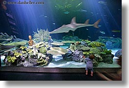 images/UnitedStates/Illinois/Chicago/Aquarium/baby-viewing-sharks-2.jpg