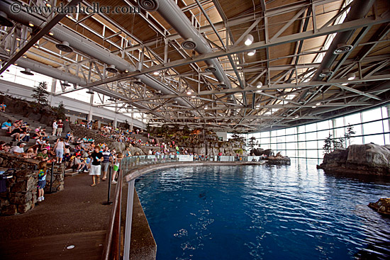 dolphin-tank-arena.jpg