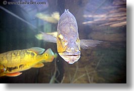 images/UnitedStates/Illinois/Chicago/Aquarium/fugly-fish.jpg