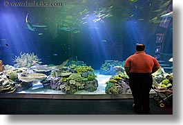 images/UnitedStates/Illinois/Chicago/Aquarium/people-viewing-aquarium-01.jpg
