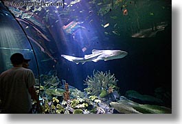 images/UnitedStates/Illinois/Chicago/Aquarium/people-viewing-aquarium-03.jpg