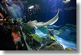 images/UnitedStates/Illinois/Chicago/Aquarium/people-viewing-aquarium-04.jpg