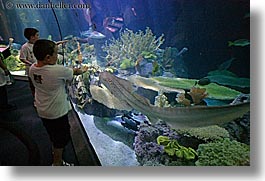 images/UnitedStates/Illinois/Chicago/Aquarium/people-viewing-aquarium-05.jpg