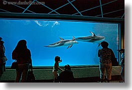 images/UnitedStates/Illinois/Chicago/Aquarium/people-viewing-aquarium-08.jpg