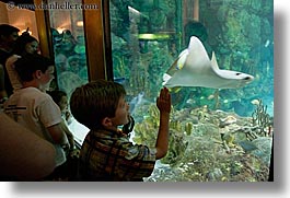 images/UnitedStates/Illinois/Chicago/Aquarium/people-viewing-aquarium-11.jpg