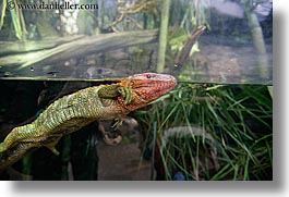 images/UnitedStates/Illinois/Chicago/Aquarium/swimming-iguana.jpg