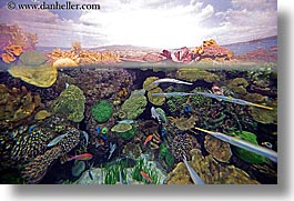 images/UnitedStates/Illinois/Chicago/Aquarium/under-over-water.jpg