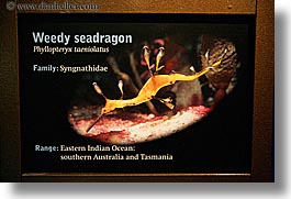 images/UnitedStates/Illinois/Chicago/Aquarium/weedy-seadragon-sign.jpg