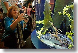 images/UnitedStates/Illinois/Chicago/Aquarium/weedy-seadragon-tourist.jpg