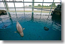 images/UnitedStates/Illinois/Chicago/Aquarium/white-whale.jpg