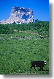 images/UnitedStates/Montana/Glacier/ChiefMountain/chief-mtn-cow.jpg