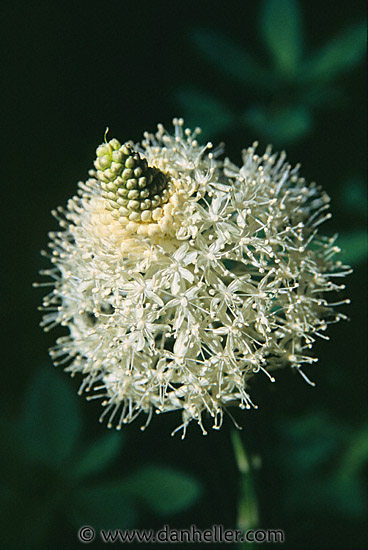 bear-grass2.jpg