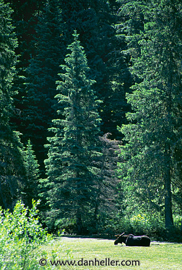 moose-in-pond.jpg