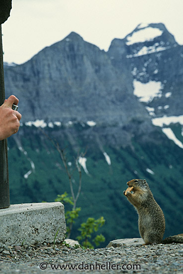 photogenic-squirrel.jpg