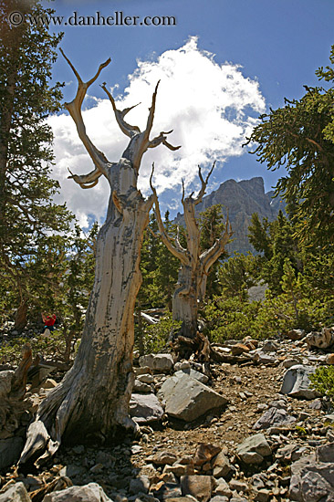 bristlecone-pine-01.jpg