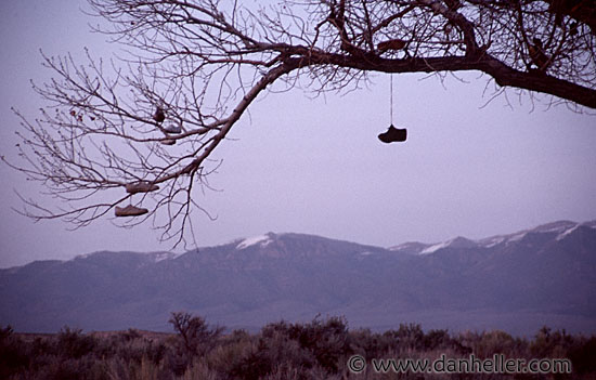 shoe-tree-2.jpg