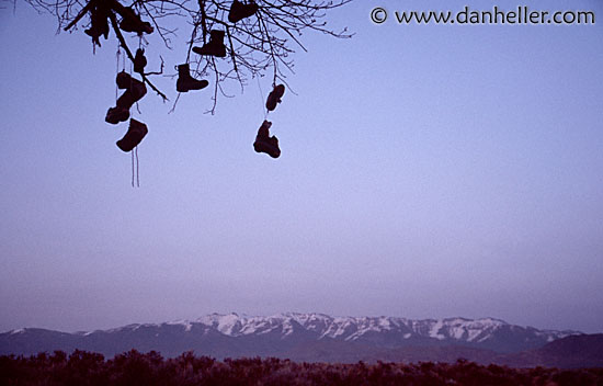 shoe-tree-3.jpg