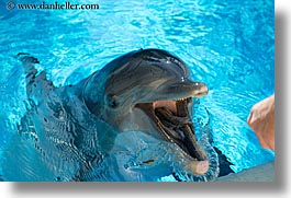 images/UnitedStates/Nevada/LasVegas/Hotels/Mirage/Animals/Dolphins/dolphin-03.jpg