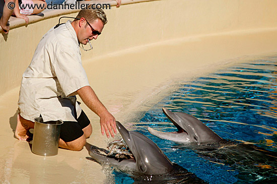 dolphin-feeding-1.jpg