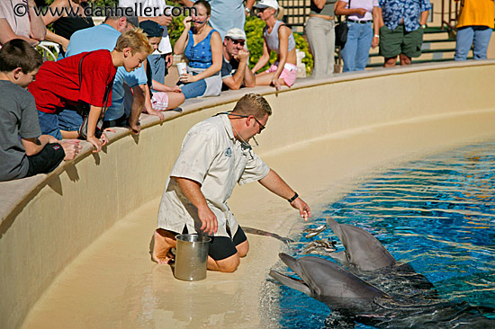 dolphin-feeding-2.jpg