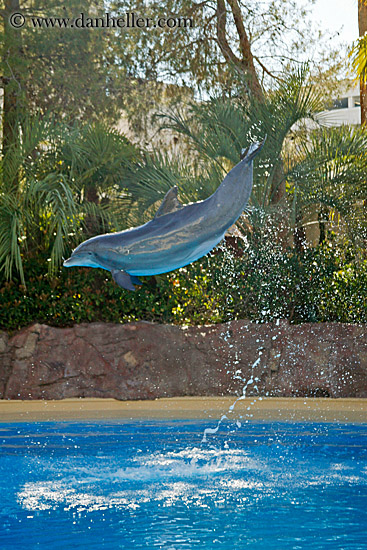 dolphin-jumping-01.jpg