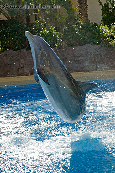 dolphin-jumping-02.jpg