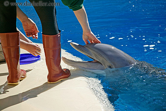 dolphin-n-trainer-1.jpg