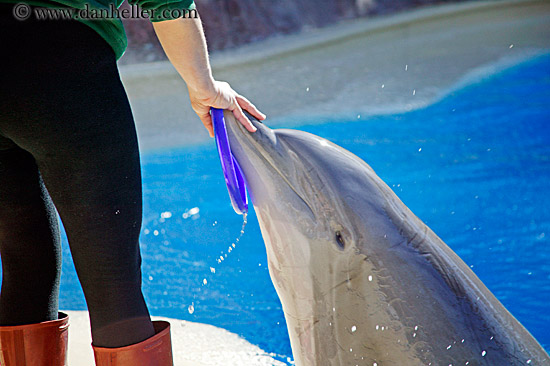 dolphin-n-trainer-4.jpg