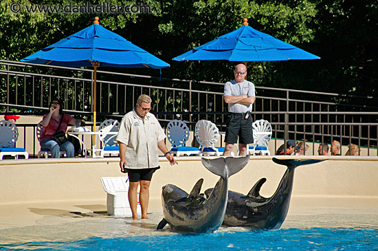 dolphin-training.jpg