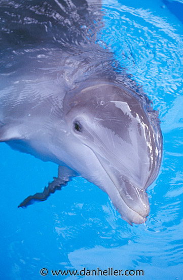 dolphin5.jpg