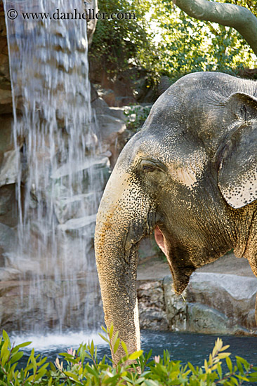 asian-elephant-1.jpg